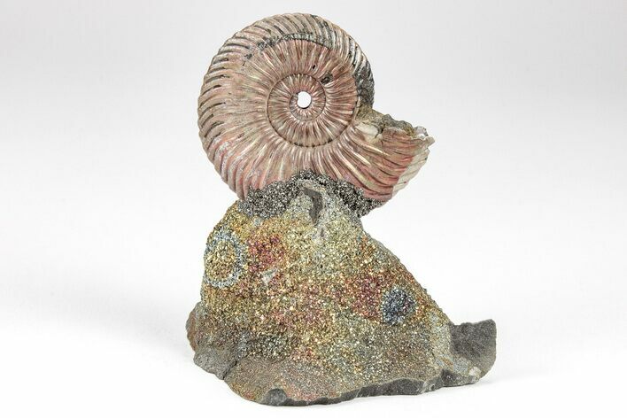 Iridescent, Pyritized Ammonite (Quenstedticeras) Fossil Display #209428